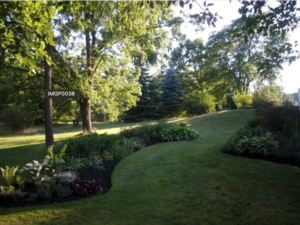 Cover photo for Blooming in the Shadows: Flowers That Thrive Near Black Walnuts